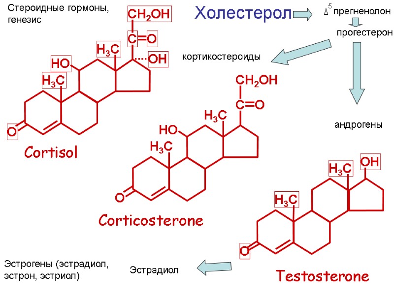Testosterone Cortisol C O Corticosterone Холестерол 5  прегненолон прогестерон кортикостероиды андрогены Эстрогены (эстрадиол,